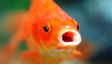 Goldfish