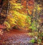 Autumn Trail