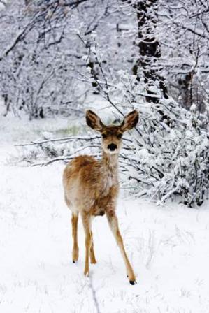 Deer