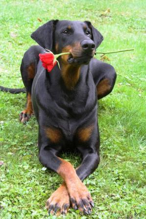 Doberman Valentine's Day