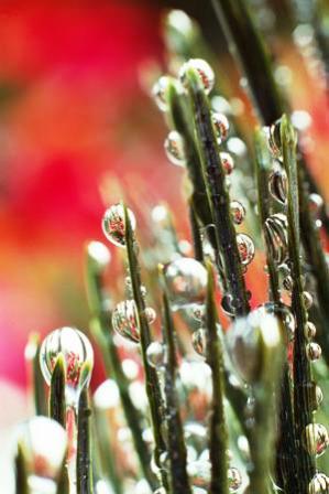 Frosty Flowers